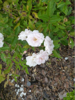 P1030494